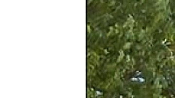 Angelina Cortez fue reportada desaparecida en Chicago. (Chicago Police Department)