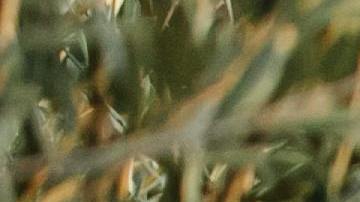 Las áreas de árboles ayudan a mitigar el impacto de las altas temperaturas.