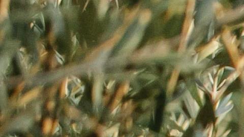 Las áreas de árboles ayudan a mitigar el impacto de las altas temperaturas.