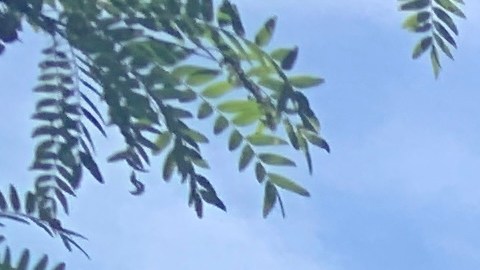 Mexicanos frente al Consulado General de México en Chicago, a donde llegaron para votar en las elecciones mexicanas del 2 de junio de 2024.