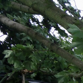 The roots of a large tree are seen on a lawn in Norridge, Ill., Tuesday, July 16, 2024. The tree was toppled as storms with reports of tornadoes blew through Iowa, Illinois and Indiana. (AP Photo/Teresa Crawford)