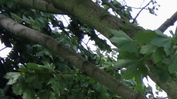 The roots of a large tree are seen on a lawn in Norridge, Ill., Tuesday, July 16, 2024. The tree was toppled as storms with reports of tornadoes blew through Iowa, Illinois and Indiana. (AP Photo/Teresa Crawford)