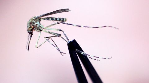 La picadura de mosquito puede transmitir el virus del Nilo Occidental.