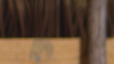 La dominicana Academia de Bachata, escuela única en su género, se presentará en Chicago. (Cortesía ILCC)