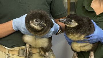 Dos pingüinos africanos nacidos recientemente en el Zoológico de Lincoln Park en Chicago. (Cortesía Lincoln Park Zoo)