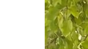 Eyden Romero fue reportado desaparecido en Chicago. (Chicago Police Department)