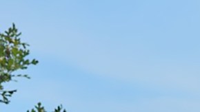 Trabajadores de la empresa Julian Electric Inc., apoyados por activistas, quieren afiliarse al sindicato United Autoworkers Union. (Cortesía Shelly Ruzicka / Arise Chicago)