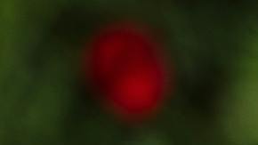 vibrant red poppy bloom in lush garden