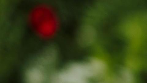 vibrant red poppy bloom in lush garden