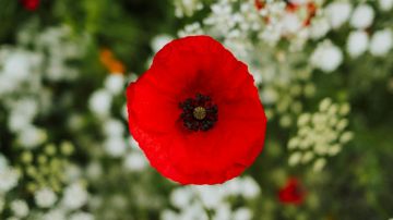 vibrant red poppy bloom in lush garden