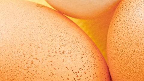 eggs close up