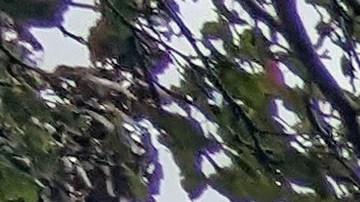 A young Latino searches for homes for sale in southwest Chicago. (Irene Tostado / La Raza)