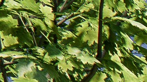 Una ilustración de lo que será el hospital de Advocate Health Care en el sur de Chicago.