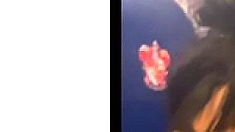 Clarissa Guzmán fue reportada desaparecida en Chicago. (Chicago Police Department)