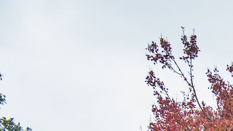 Una vista del campus de la Universidad de Chicago. (University of Chicago)