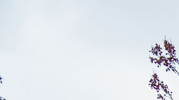 Una vista del campus de la Universidad de Chicago. (University of Chicago)