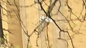 Miembros de la comunidad de La Villita exigen que se le cambie el nombre a la escuela primaria Gary. (Antonio Zavala / La Raza)