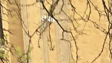 Miembros de la comunidad de La Villita exigen que se le cambie el nombre a la escuela primaria Gary. (Antonio Zavala / La Raza)