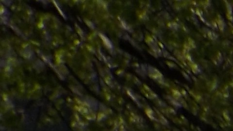 Activistas de la organización El Pueblo Manda muestran afiches que invitan a la marcha del 1 de mayo de 2025 en Chicago. (Antonio Zavala / La Raza)