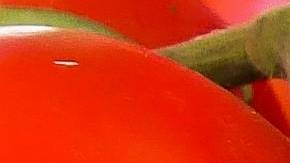 6 de cada 10 tomates que se consumen en EEUU provienen de México. (Pexels/Pixabay)
