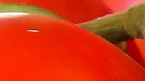 6 de cada 10 tomates que se consumen en EEUU provienen de México. (Pexels/Pixabay)