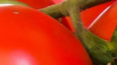 6 de cada 10 tomates que se consumen en EEUU provienen de México. (Pexels/Pixabay)