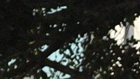 La policía detiene a un manifestante durante las protestas contra las redadas de inmigración en Los Ángeles.