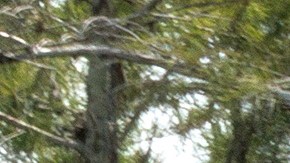 Activistas protestan frente al centro de detención de indocumentados conocido como 'Alligator Alcatraz' en Florida.
