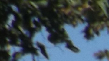 Carlos Arango, veterano activista e histórico luchador social de Chicago. (Antonio Zavala / La Raza)