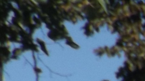 Carlos Arango, veterano activista e histórico luchador social de Chicago. (Antonio Zavala / La Raza)