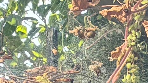 Jaime Pérez, pareja de Laura Murillo (en el recuadro), detenida por ICE en el sur de Chicago. Murillo es conocida en su vecindario por su negocio de venta de tamales. (Cortesía Jaime Pérez)