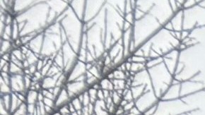 El edificio de la escuela pública Shields, de CPS, en Brighton Park, Chicago. (Antonio Zavala / La Raza)