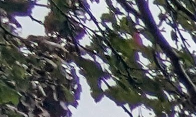 Un joven latino mira la fachada de una casa en Chicago. (Irene Tostado / La Raza)