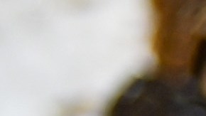 Un altar en memoria del enfermero Alex Pretti, muerto a tiros por agentes federales en el contexto de las redadas de inmigración en Minneapolis, Minnesota.