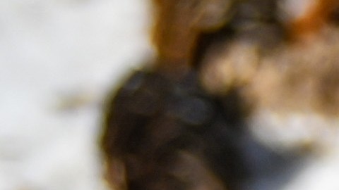 Un altar en memoria del enfermero Alex Pretti, muerto a tiros por agentes federales en el contexto de las redadas de inmigración en Minneapolis, Minnesota.