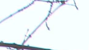 La ya inactiva planta de carbón Fisk (al fondo a la derecha) se ubica a un lado de viviendas del barrio latino de Pilsen, Chicago.