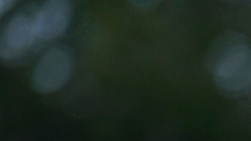 Banderas de México y Estados Unidos durante un desfile mexicano en Chicago.