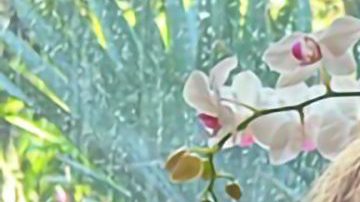 Olivia Maciel, poeta mexicana radicada en Chicago.