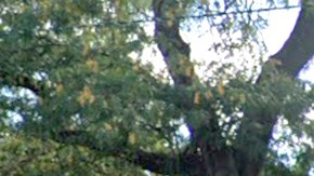 La casa de campo del Piotrowski Park (4247 W. 31st St.), en La Villita, Chicago. (Google Maps)