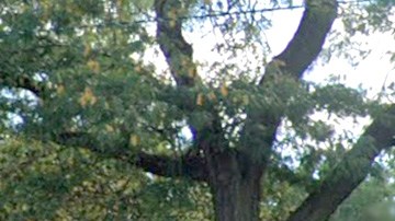 La casa de campo del Piotrowski Park (4247 W. 31st St.), en La Villita, Chicago. (Google Maps)